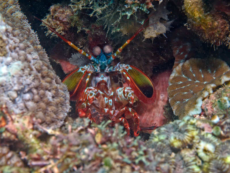 Smashing Mantis Shrimp, Manila Channel